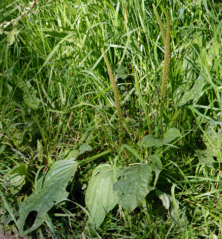 Plantago major whole