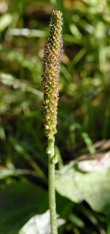 Plantago major close