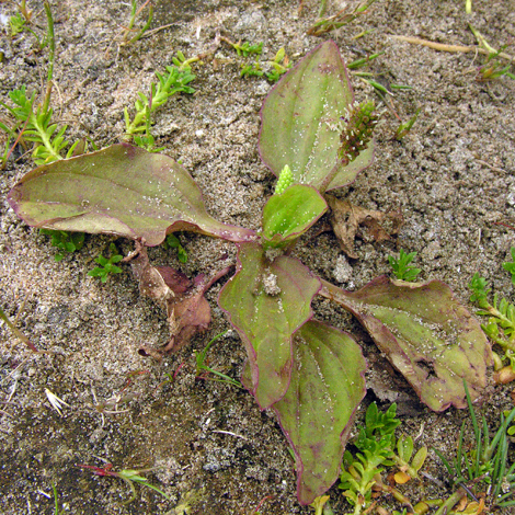 Plantago major ssp intermedia whole