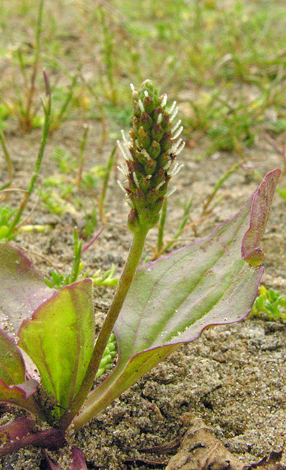 Plantago major ssp intermedia close