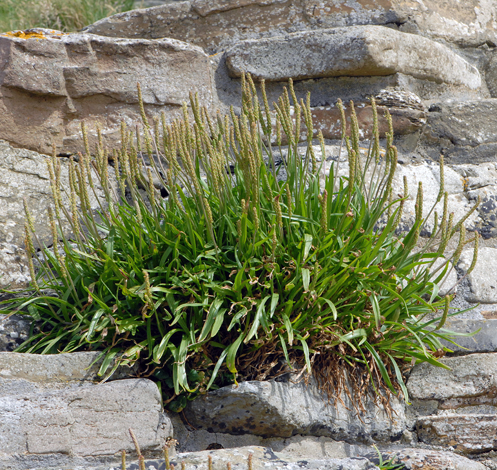 Plantago maritima whole