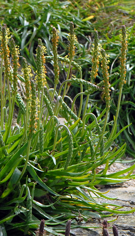 Plantago maritima close