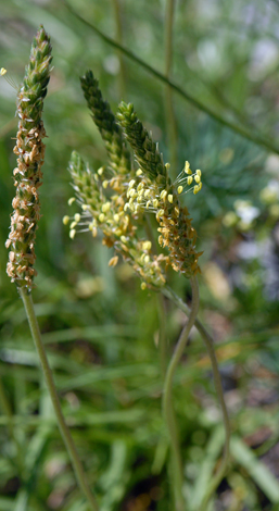 Plantago maritima ssp serpentina close