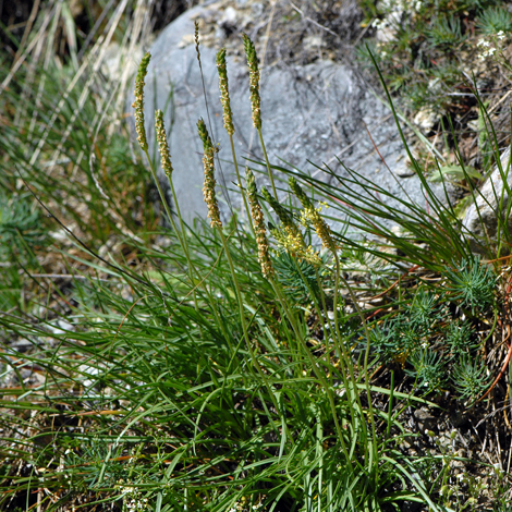 Plantago maritima ssp serpentina whole