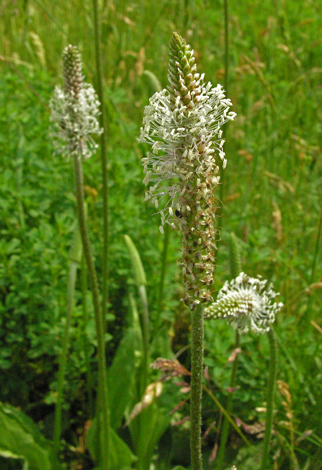 Plantago media close