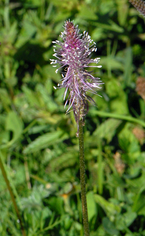 Plantago media pyrenees close