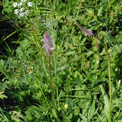 Plantago media pyrenees whole