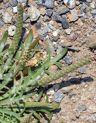 Plantago weldenii close