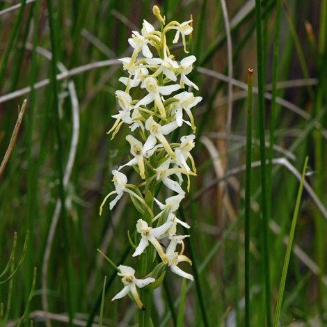 Platanthera bifolia close