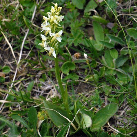Platanthera bifolia Swiss Alps whole