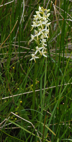 Platanthera bifolia whole