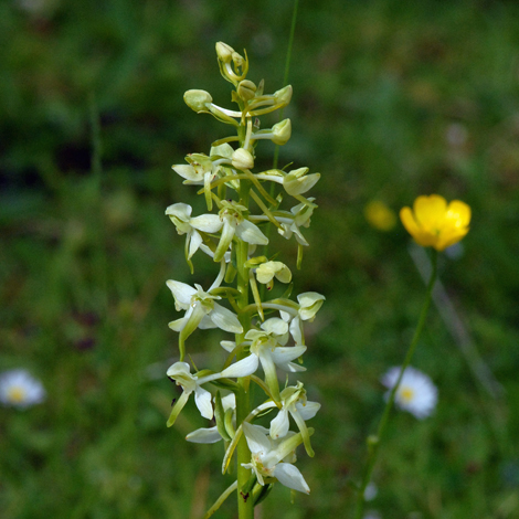 Platanthera chlorantha close