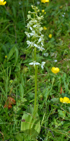 Platanthera chlorantha whole