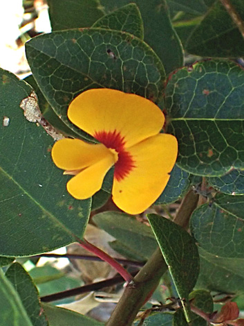 Platylobium formosum close