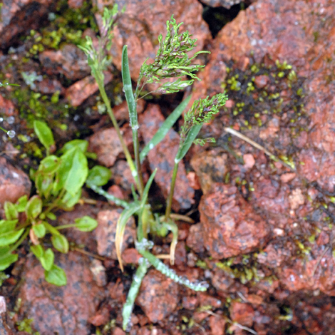 Poa alpina whole