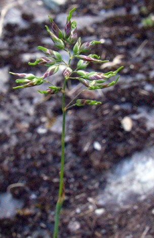 Poa alpina close