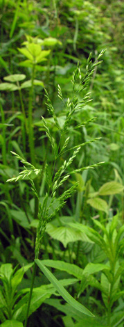 Poa trivialis