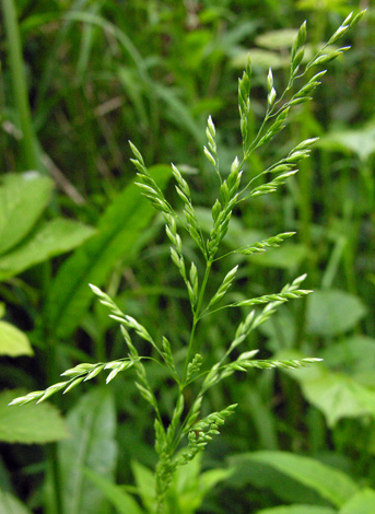 Poa trivialis top