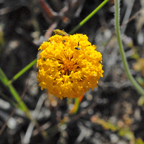 Podolepis lessonii close