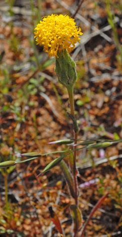 Podolepis lessonii whole