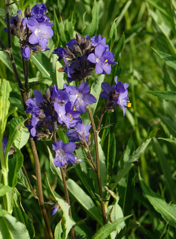 Polemonium caeruleum Swiss Alps blue