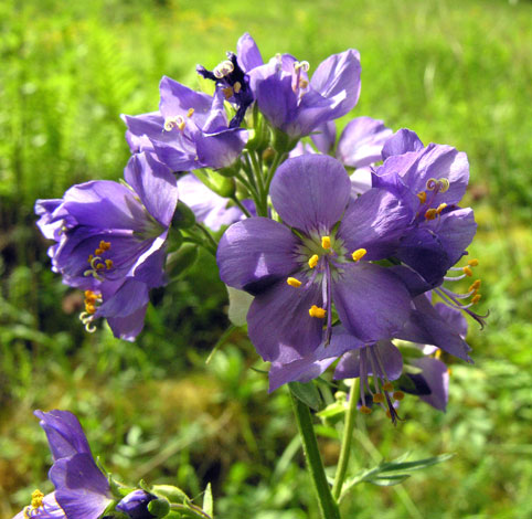 Polemonium caeruleum