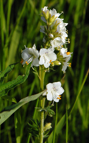 Polemonium caeruleum Swiss Alps white