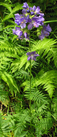 Polemonium caeruleum whole