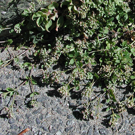 Polycarpon tetraphyllum