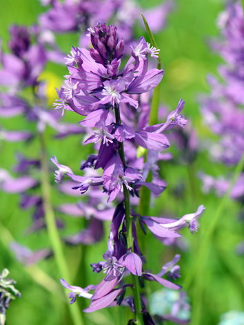 Polygala alata close