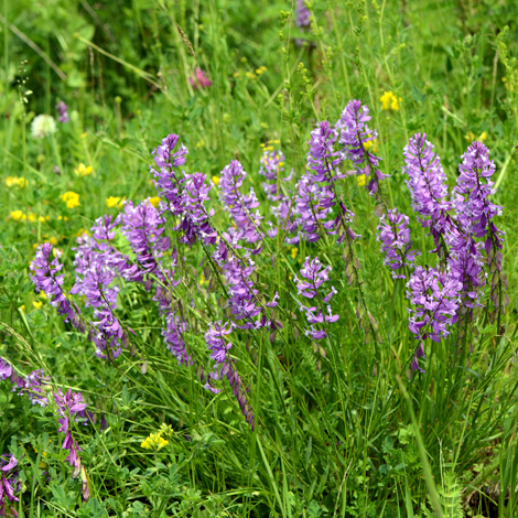 Polygala alata whole