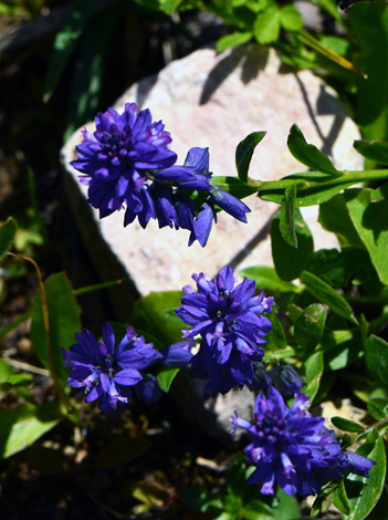 Polygala alpicola close