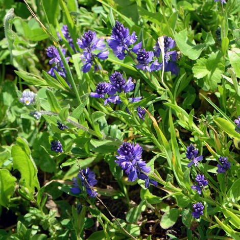 Polygala alpicola whole