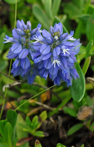 Polygala alpina close