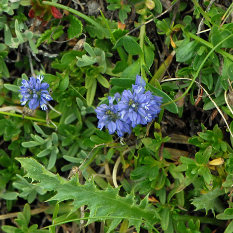 Polygala alpina whole