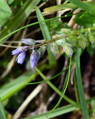Polygala amarella close