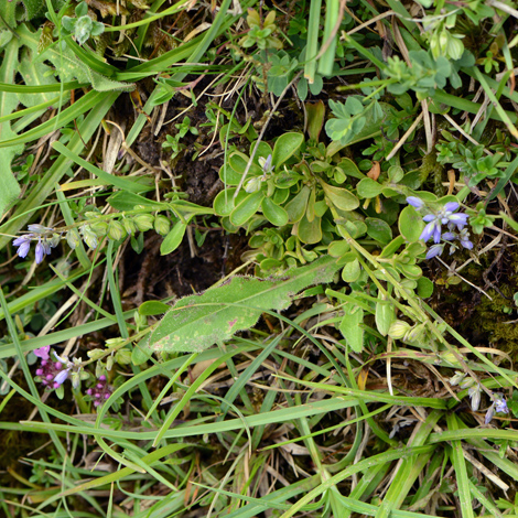 Polygala amarella whole
