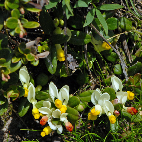 Polygala chamaebuxus whole