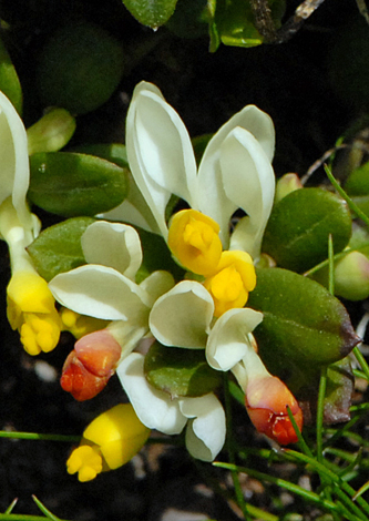 Polygala chamaebuxus close