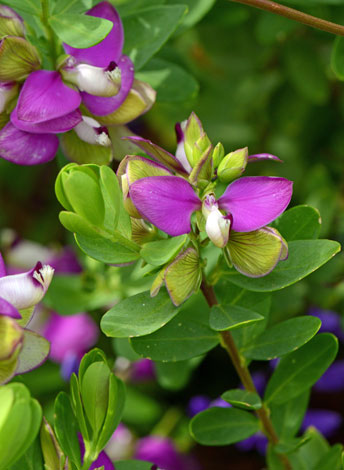 Polygala myrtifolia close