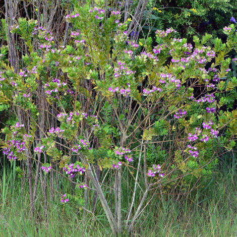 Polygala myrtifolia whole