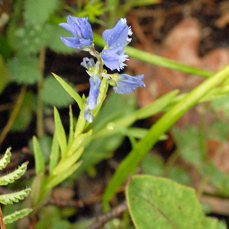 Polygala nicaensis blue whole