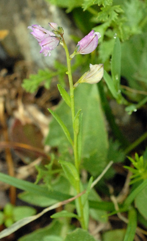 Polygala nicaensis pink whole