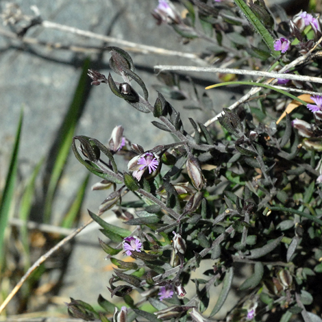 Polygala rupestris whole
