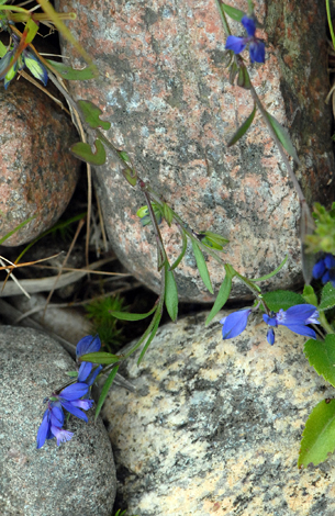 Polygala serpyllifolia