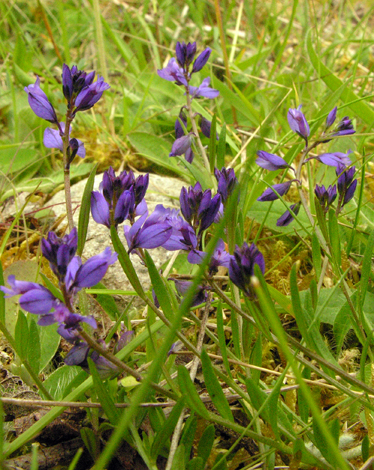 Polygala vulgaris whole