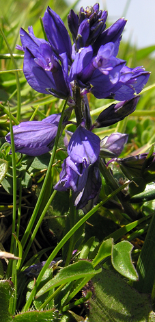 Polygala vulgaris blue