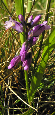 Polygala vulgaris pink
