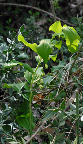 Polygonatum multiflorum close