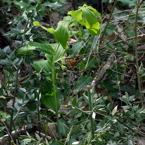 Polygonatum multiflorum whole